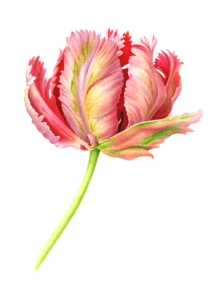 Tulip 1
